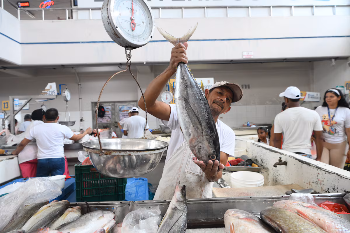 Corvina grande