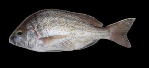 pargo_blanco