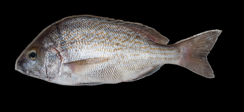 pargo_blanco